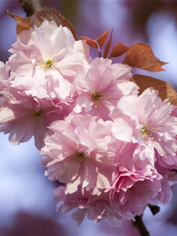 Winterkirsche 'Accolade'