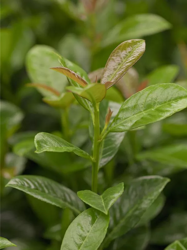 Lorbeerkirsche 'Genolia'