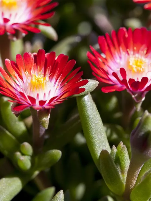 Coopers Mittagsblume 'Jewel of Desert Grenade'