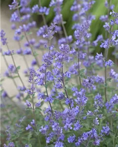 Katzenminze 'Six Hills Giant'