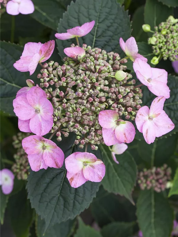 Hortensie 'Cotton Candy'®