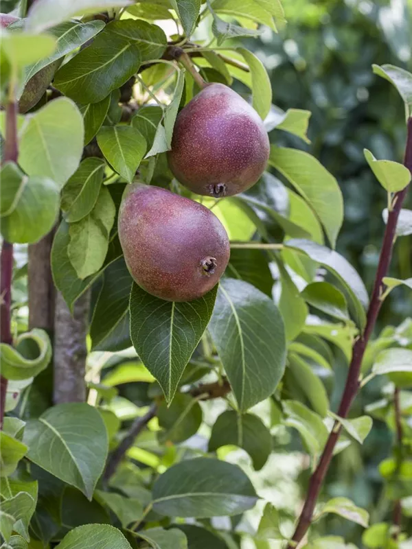 Birne 'Rote Williams Christ'