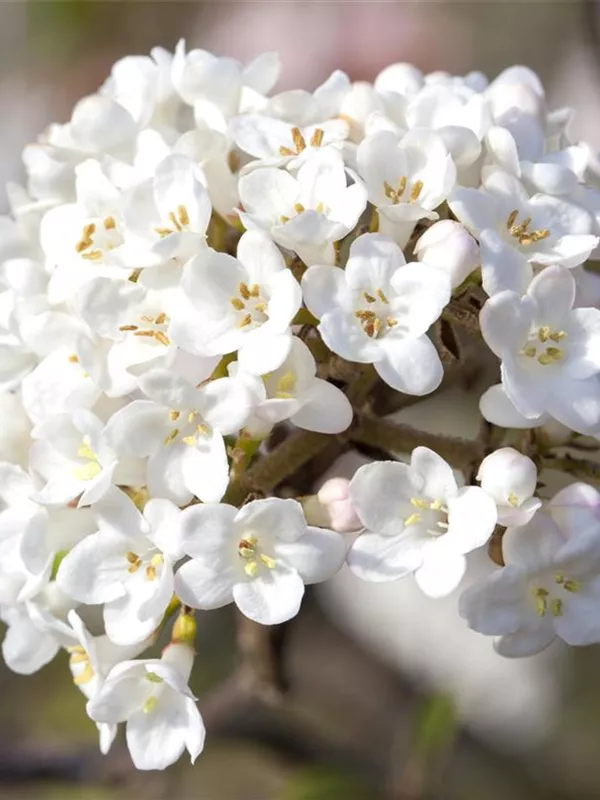 Wohlriechender Schneeball 'Aurora'