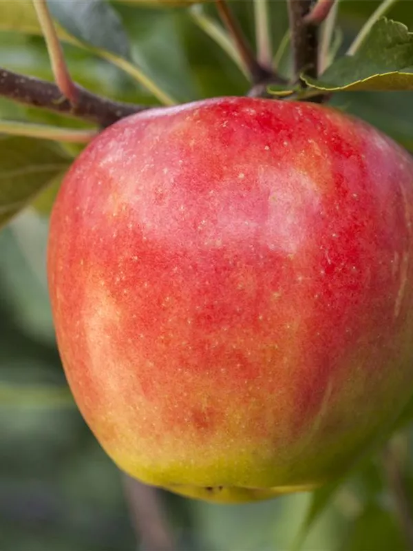 Apfel 'Santana'