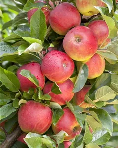 Apfel 'Elstar'
