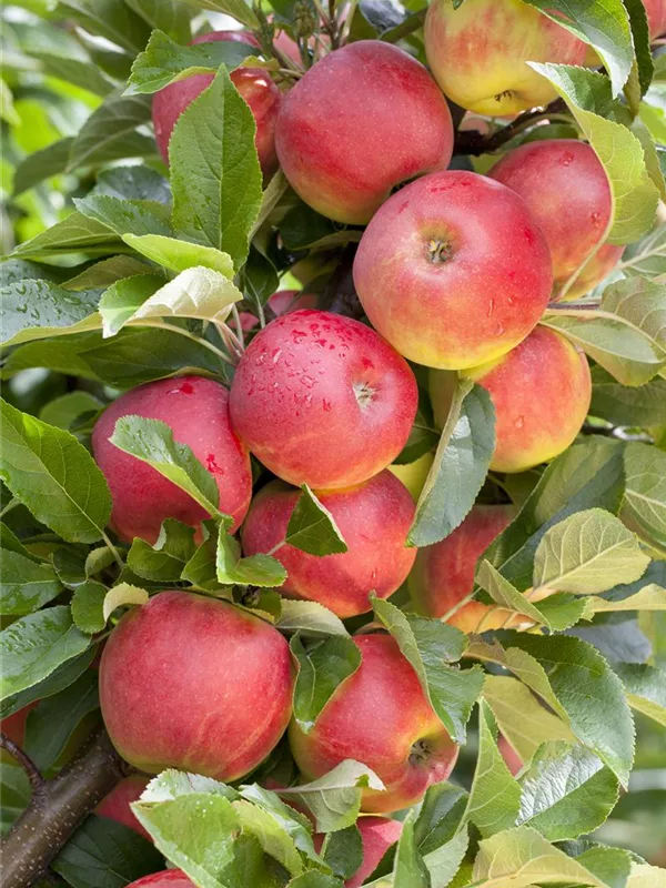 Apfel 'Elstar'