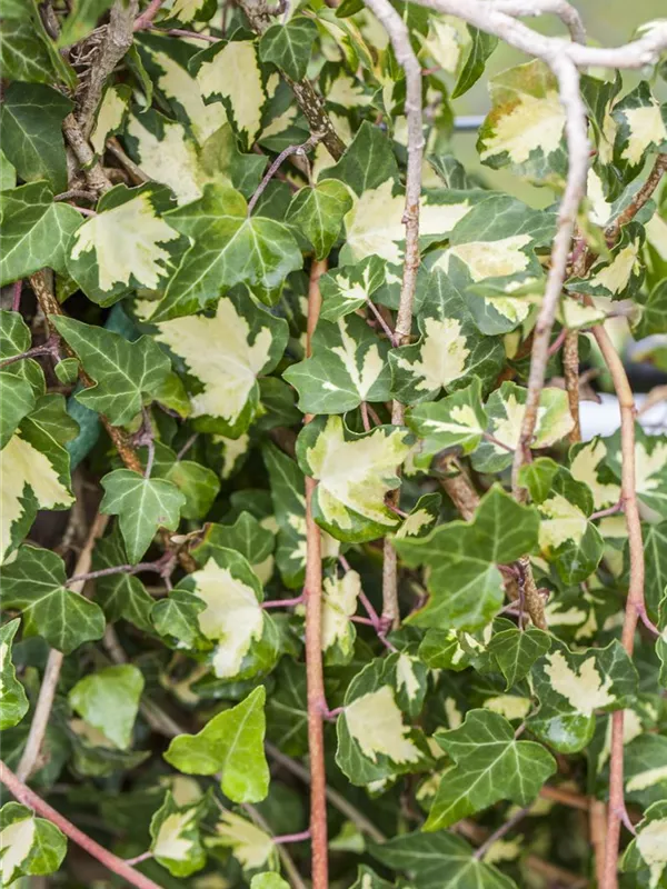 Gelbbunter Efeu 'Goldheart'