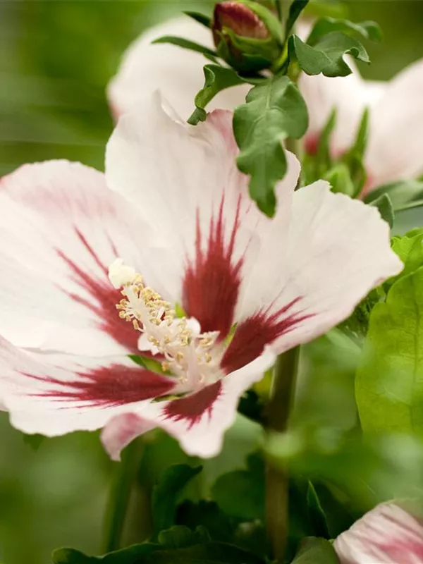 Garteneibisch 'Mathilda'