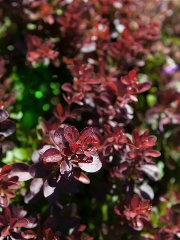 Kleine Blutberberitze 'Atropurpurea Nana'