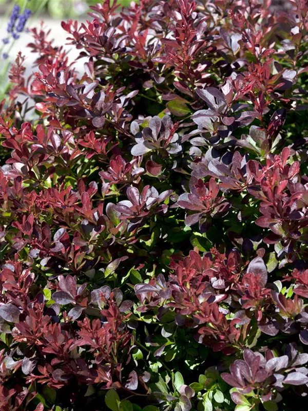 Berberitze 'Concorde'