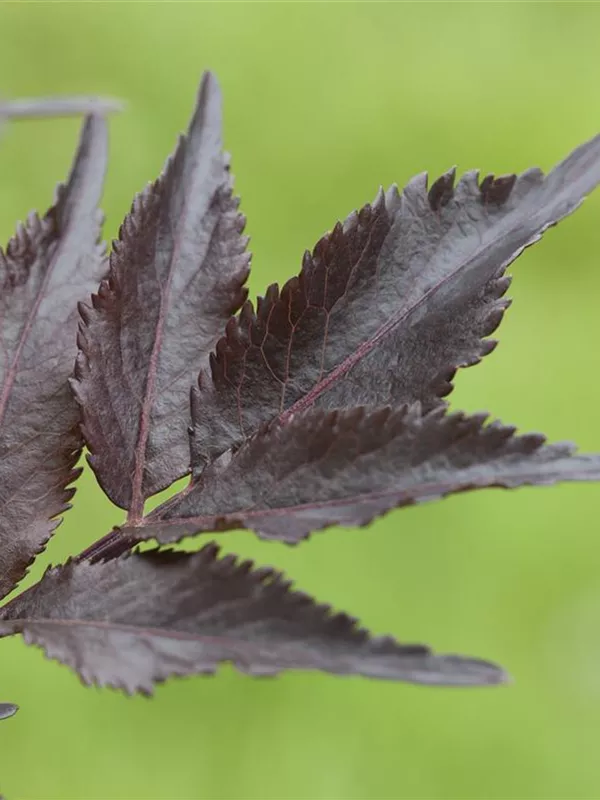 Schwarzer Holunder 'Black Beauty'®