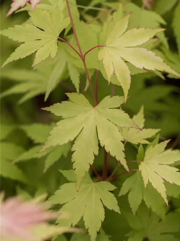 Fächerahorn 'Orange Dream'