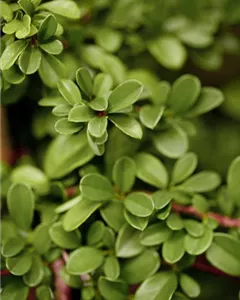 Kriechmispel 'Eichholz'