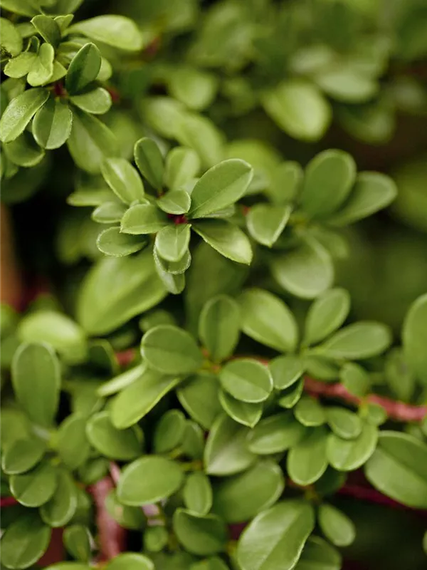 Kriechmispel 'Eichholz'