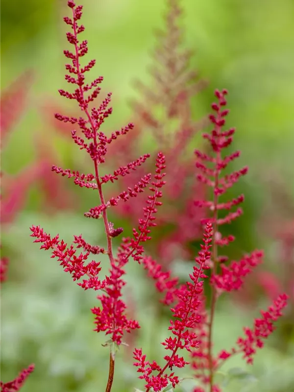 Prachtspiere 'Montgomery'