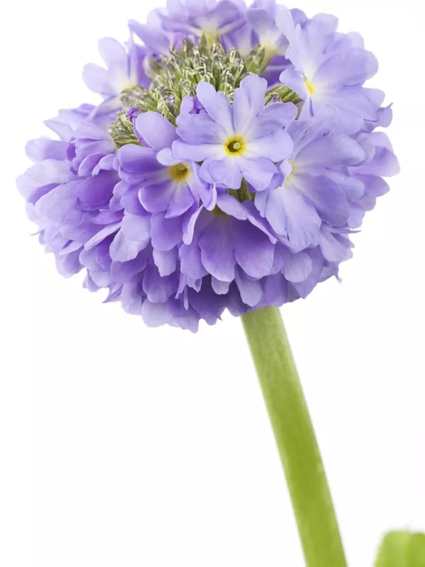 Kugelige Schlüsselblume