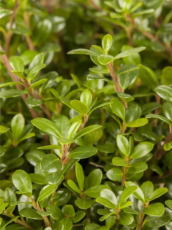 Berg-Ilex 'Glorie Gem'