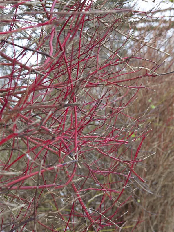 Purpur-Hartriegel 'Sibirica'
