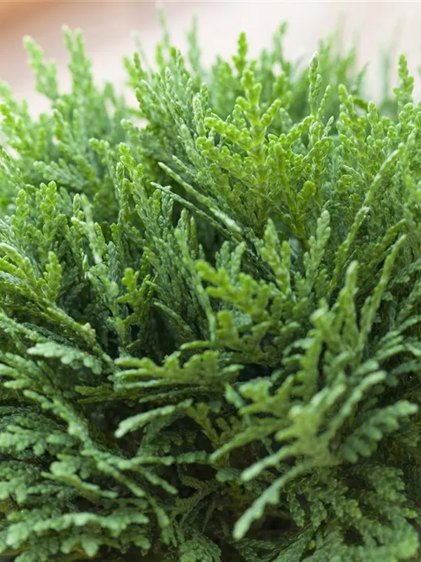 Kugel-Lebensbaum 'Danica'