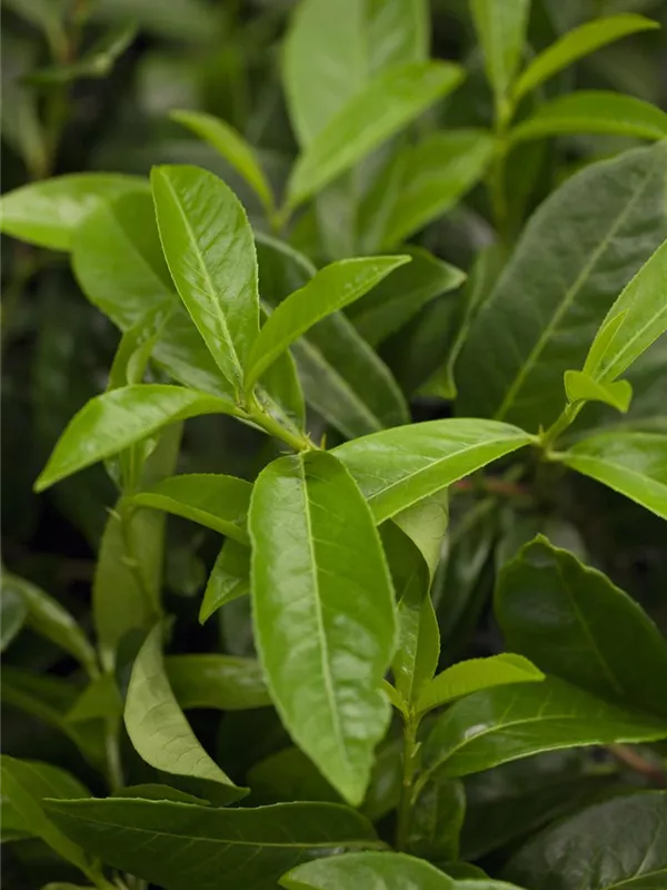 Bodendeckende Lorbeerkirsche 'Mount Vernon'