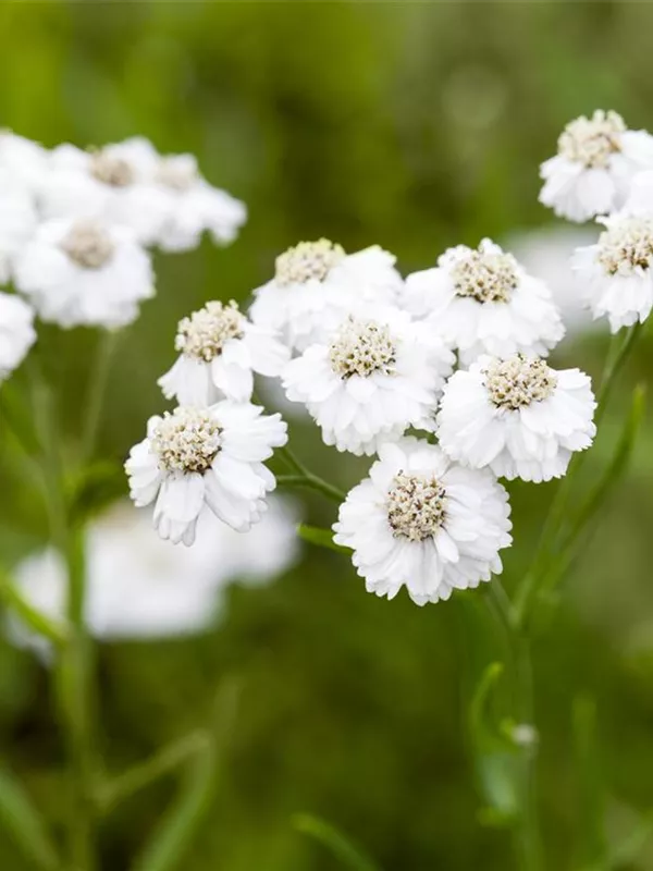 Bertrams-Garbe 'The Pearl'