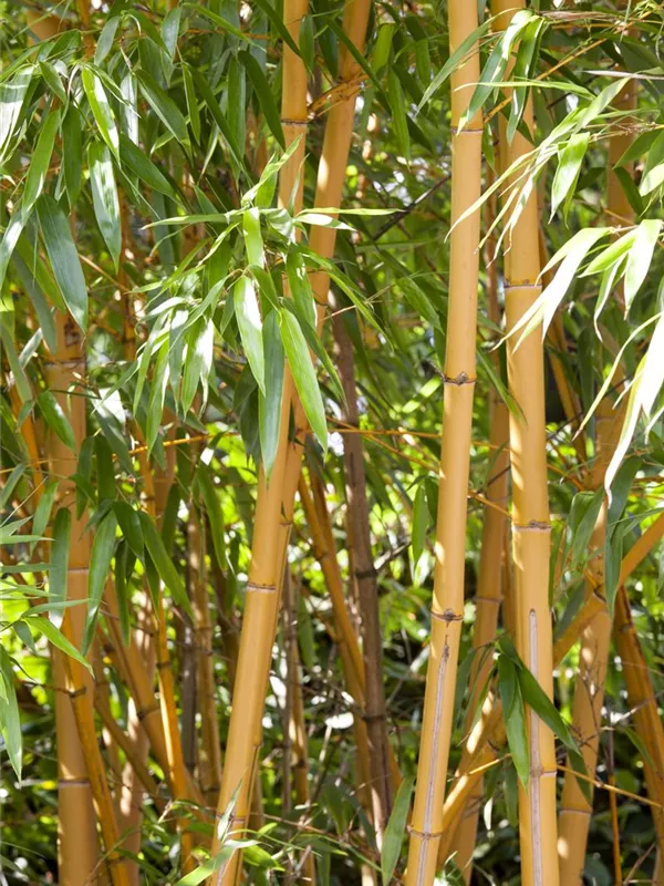 Zauberbambus 'Aureocaulis'