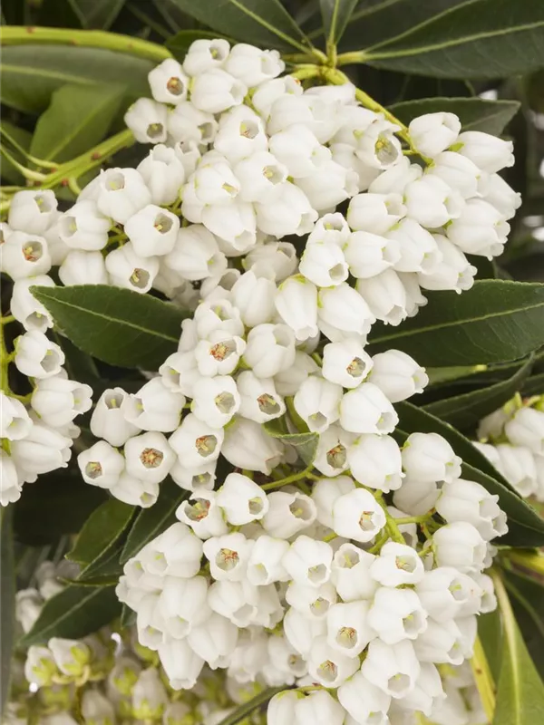 Schattenglöckchen 'Debutante'