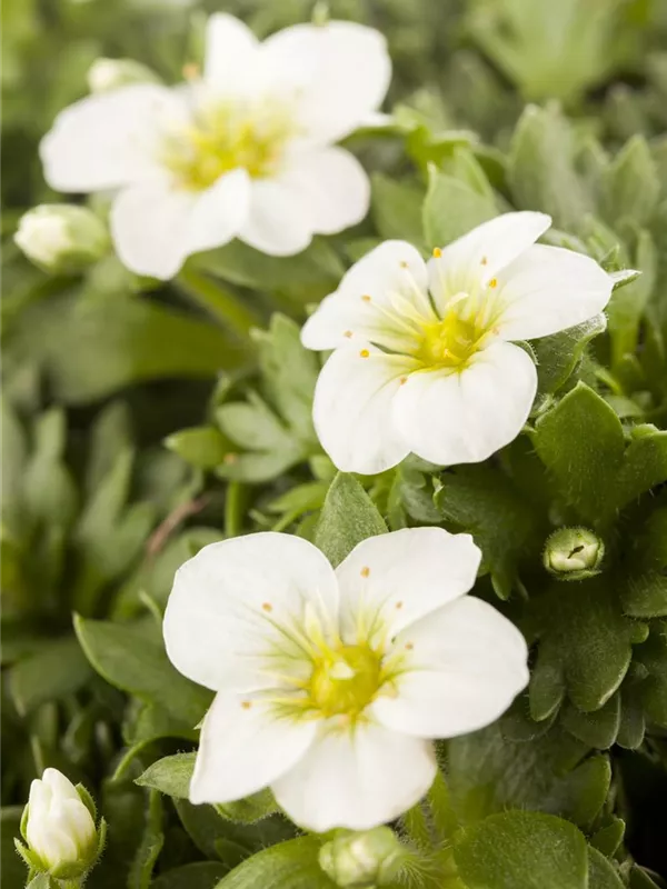 Moos-Steinbrech 'Touran White'®