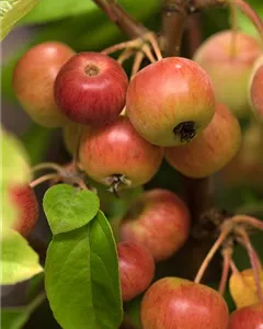 Zierapfel 'Evereste'