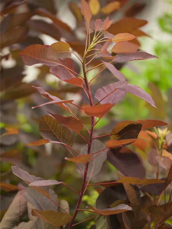 Perückenstrauch 'Grace'