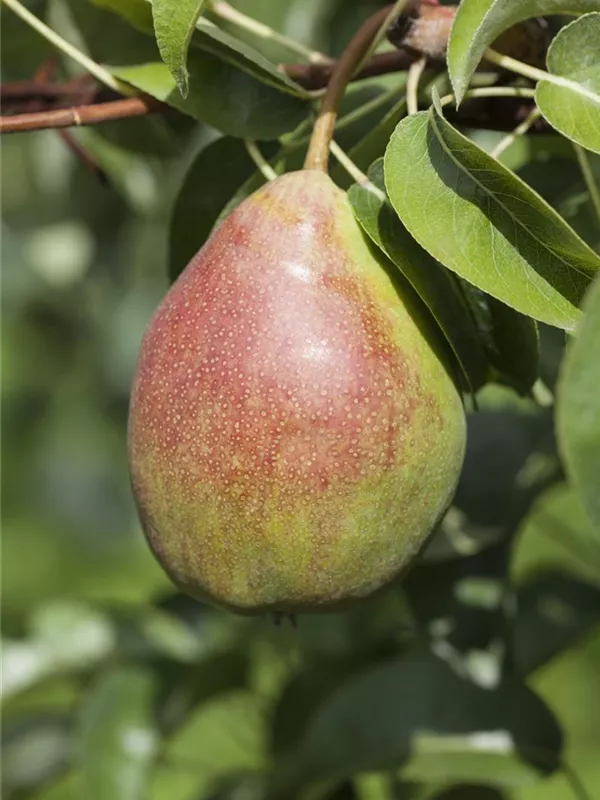 Birne 'Harrow Sweet'