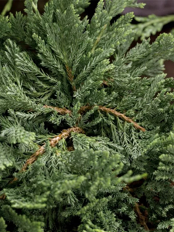 Blauer Teppich-Wacholder 'Blue Chip'