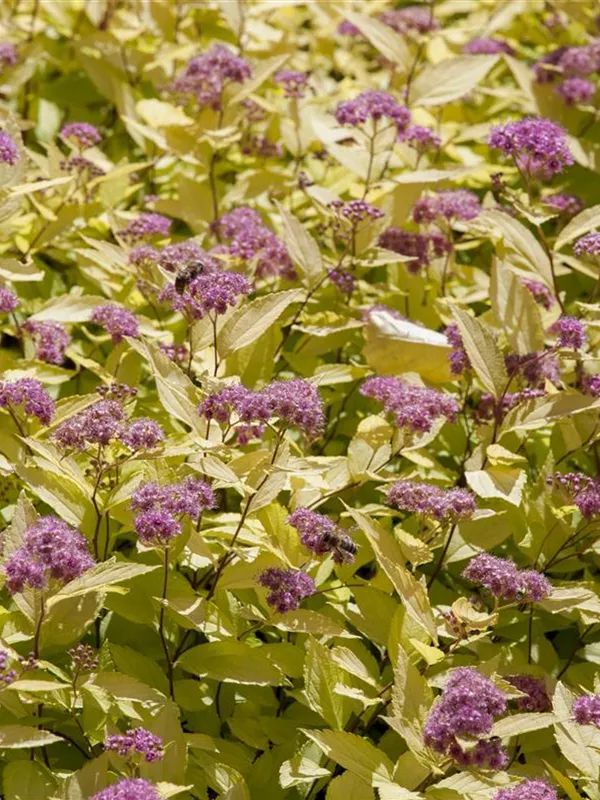 Sommerspiere 'Golden Princess'