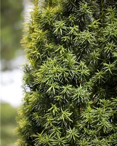 Japanische Zwerg-Eibe 