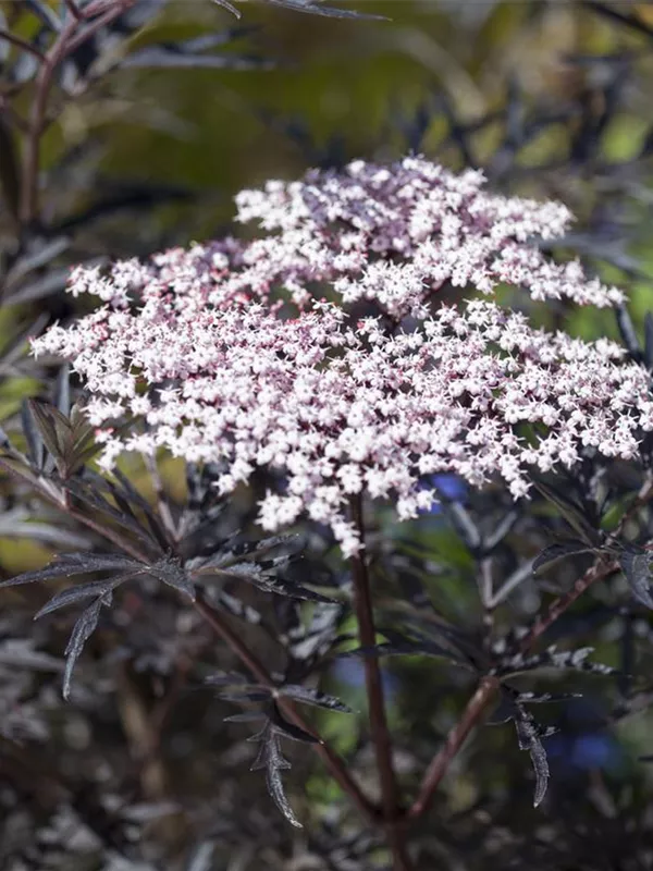 Schwarzer Holunder 'Black Lace'(s) 
