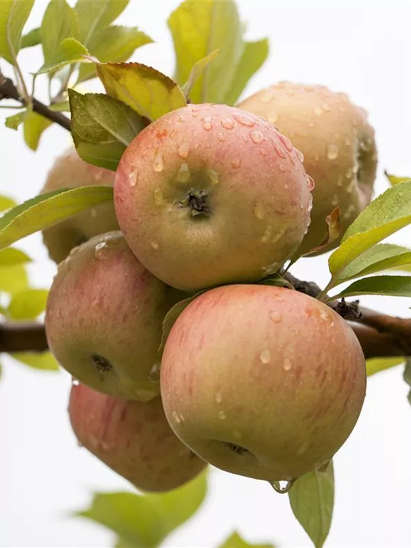 Winterapfel 'Goldparmäne'