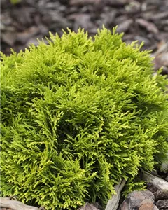 Kugel-Lebensbaum 'Mirjam'