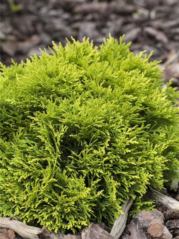 Kugel-Lebensbaum 'Mirjam'