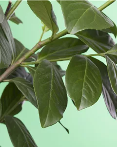 Lorbeerkirsche 'Novita'