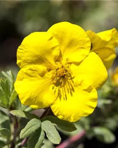 Fingerstrauch 'Goldfinger'