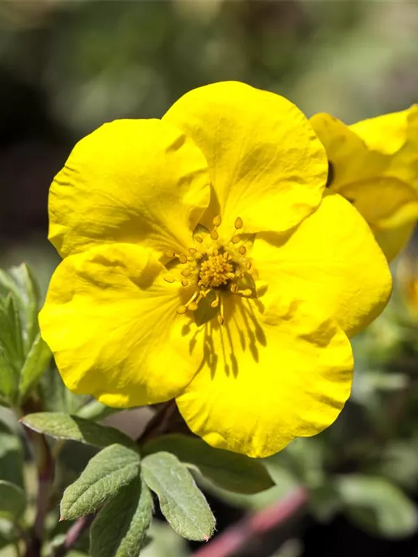 Gemeiner Fingerstrauch