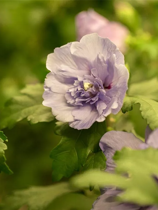Garteneibisch 'Lavender Chiffon'
