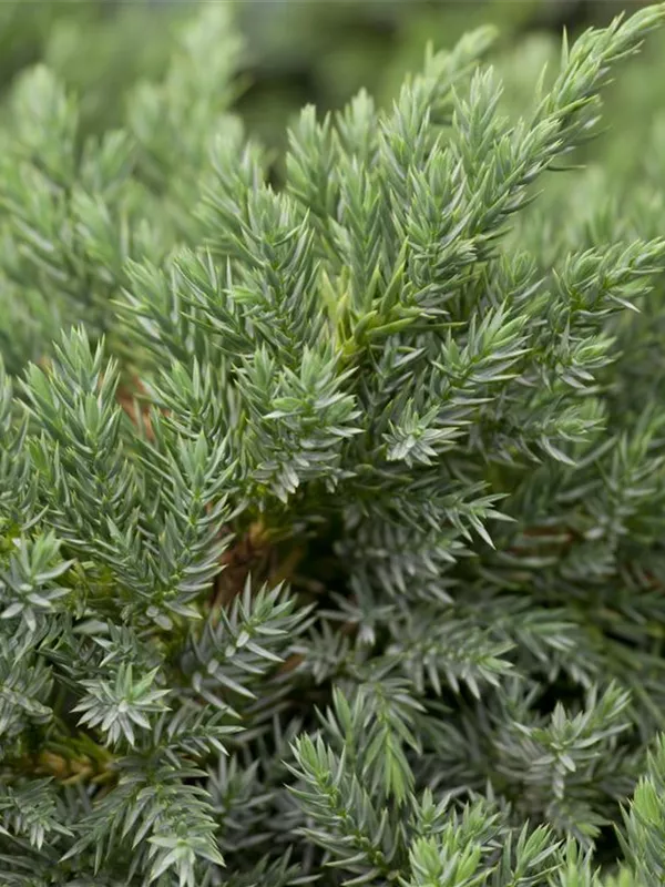 Blauer Zwergwacholder 'Blue Carpet'