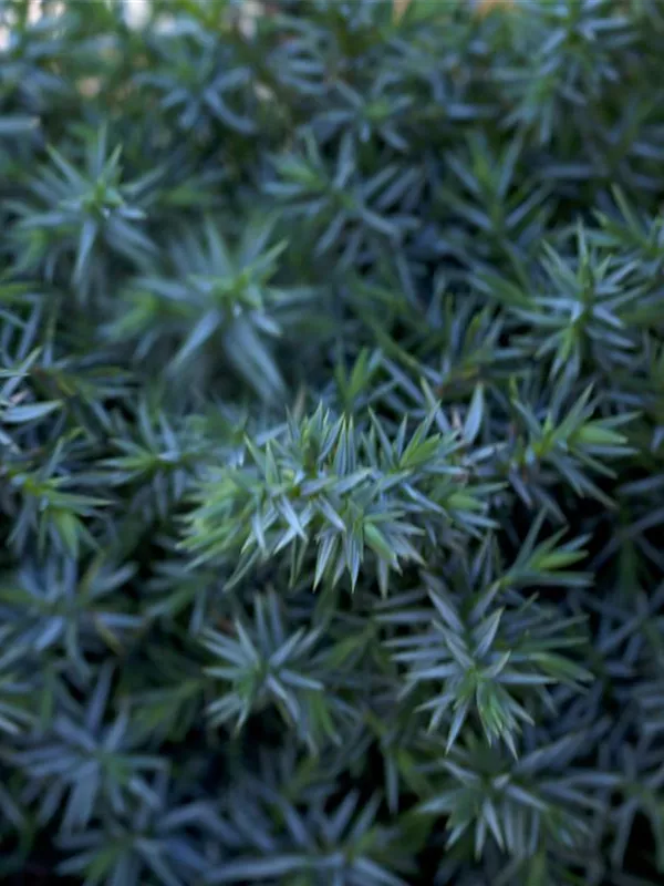 Chinesischer Wacholder 'Blue Alps'
