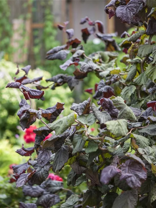 Große Hasel 'Red Majestic'(s)