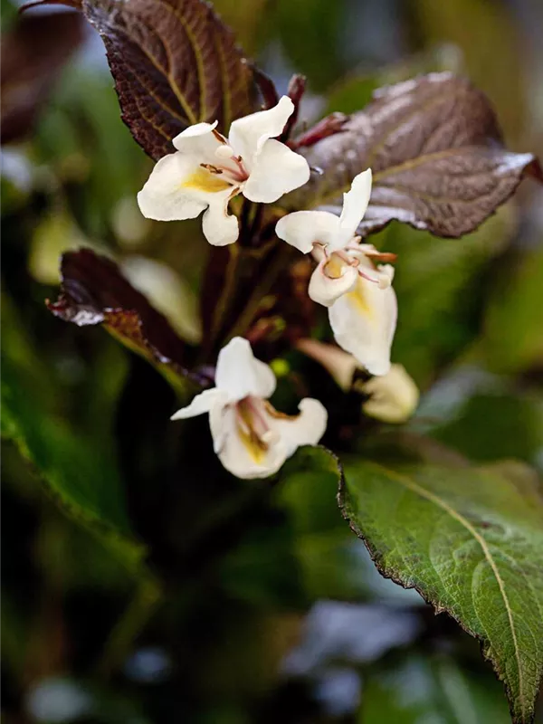 Weigelie 'Ebony & Ivory'