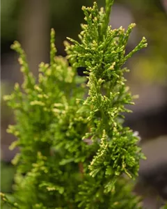 Lebensbaum 'Can Can'