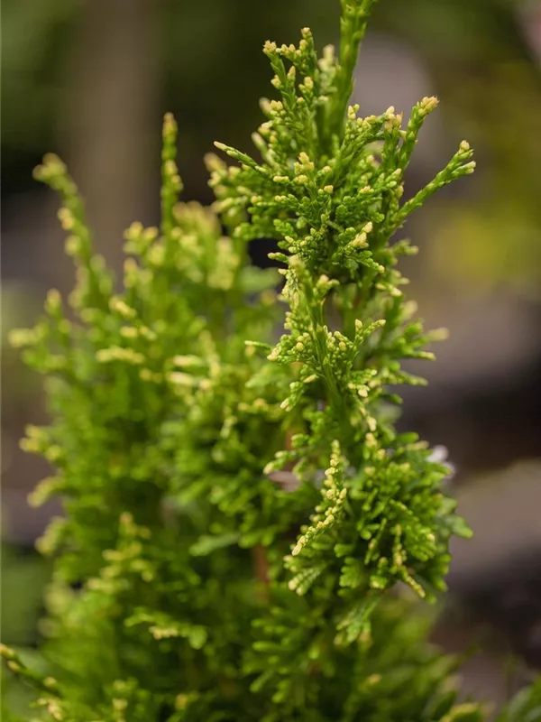 Goldspitzen-Lebensbaum 'Aurescens'