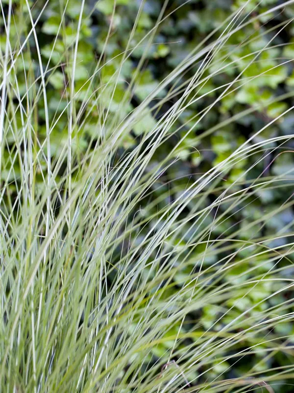 Chinaschilf 'Gracillimus'