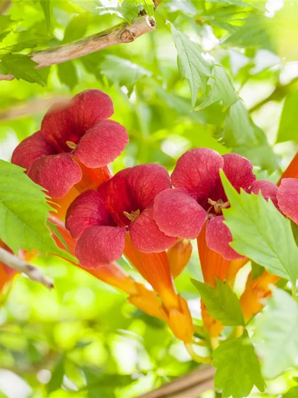 Trompetenblume 'Summer Jazz Fire'®